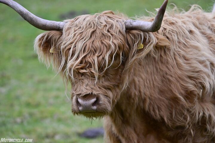 Not a self portrait. I ate a lot of haggis, but this is an actual Highland Scottish cow.